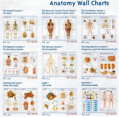 Anatomy Wall Charts